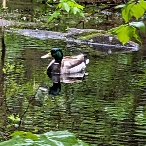 Mallard Duck in Natural Habitat